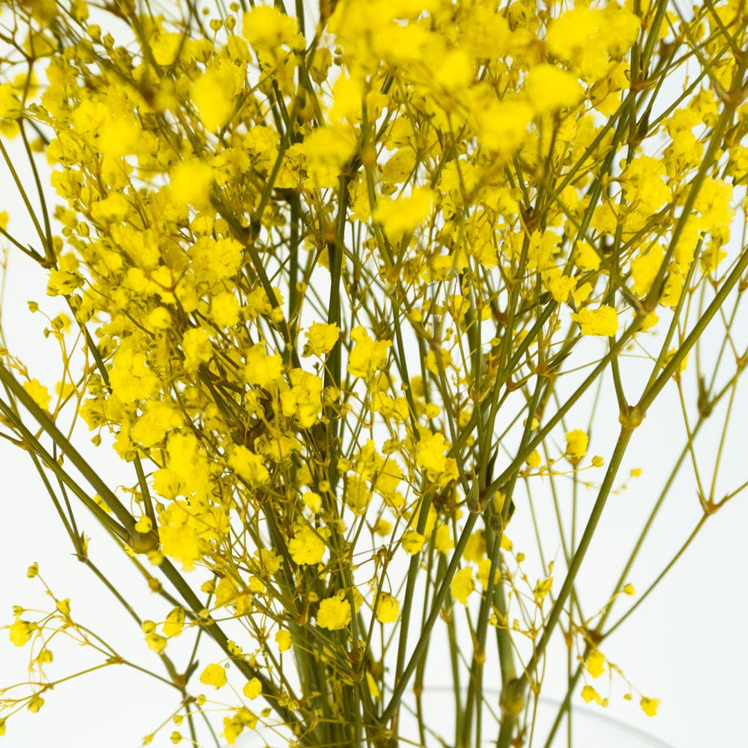 Mazzo di gypsophila gialla