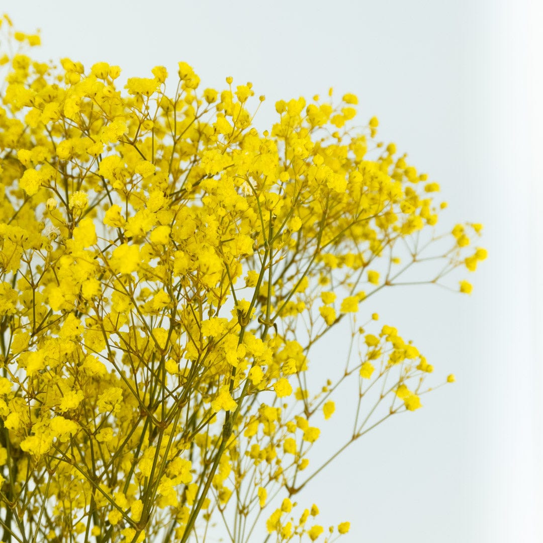 Mazzo di gypsophila gialla