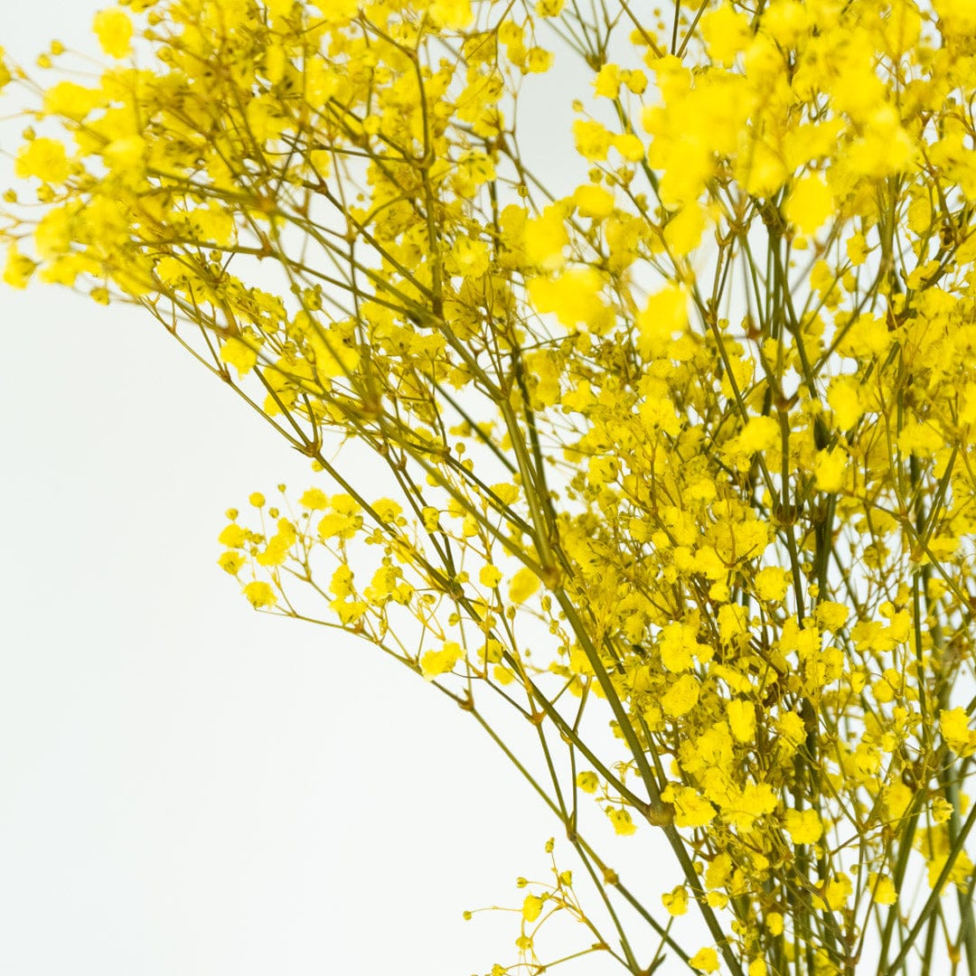 Mazzo di gypsophila gialla