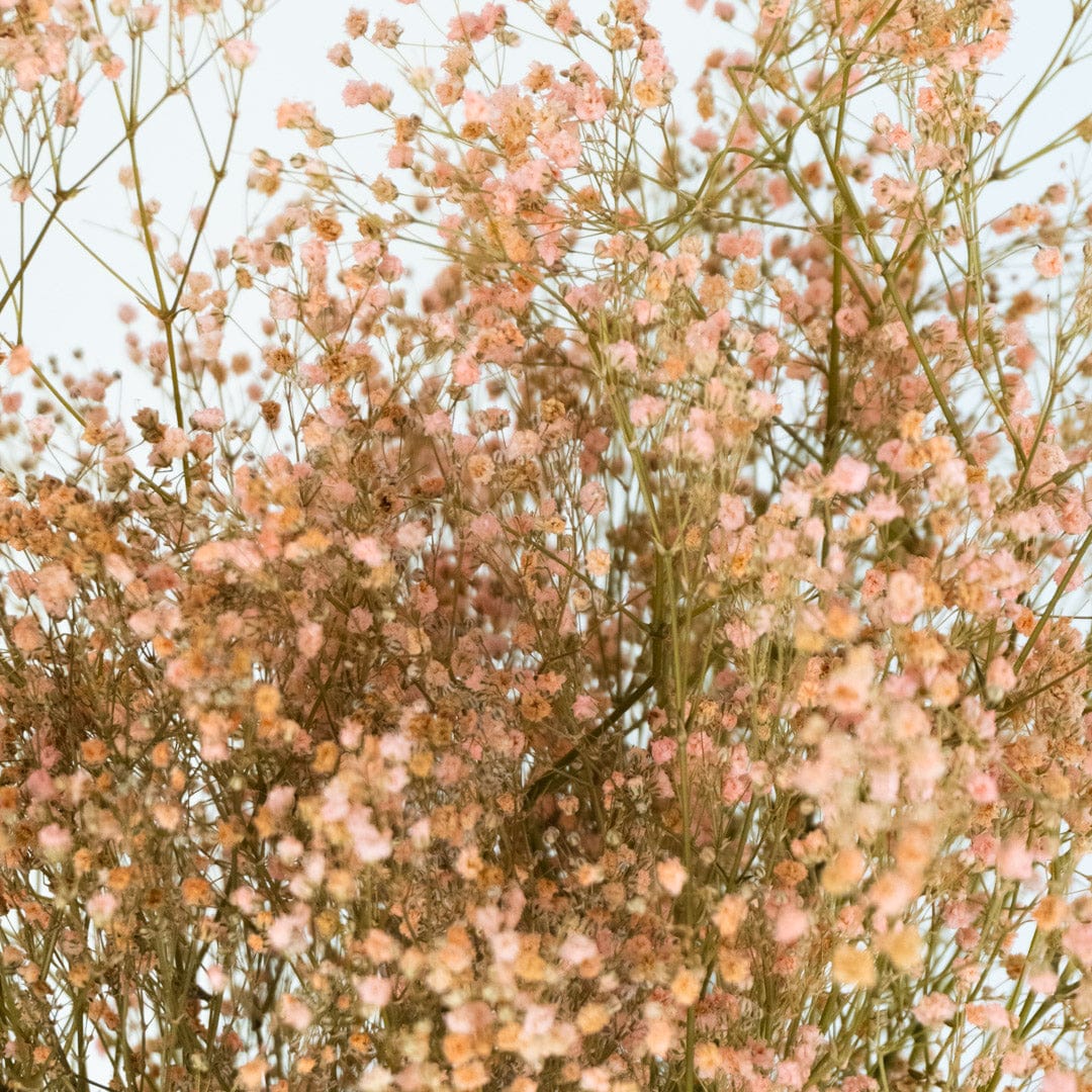 Mazzo di gypsophila rosa chiaro