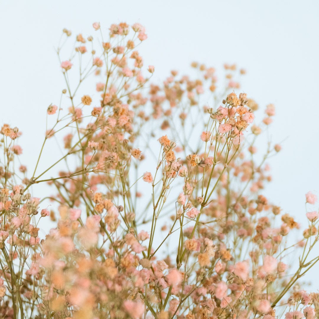 Mazzo di gypsophila rosa chiaro