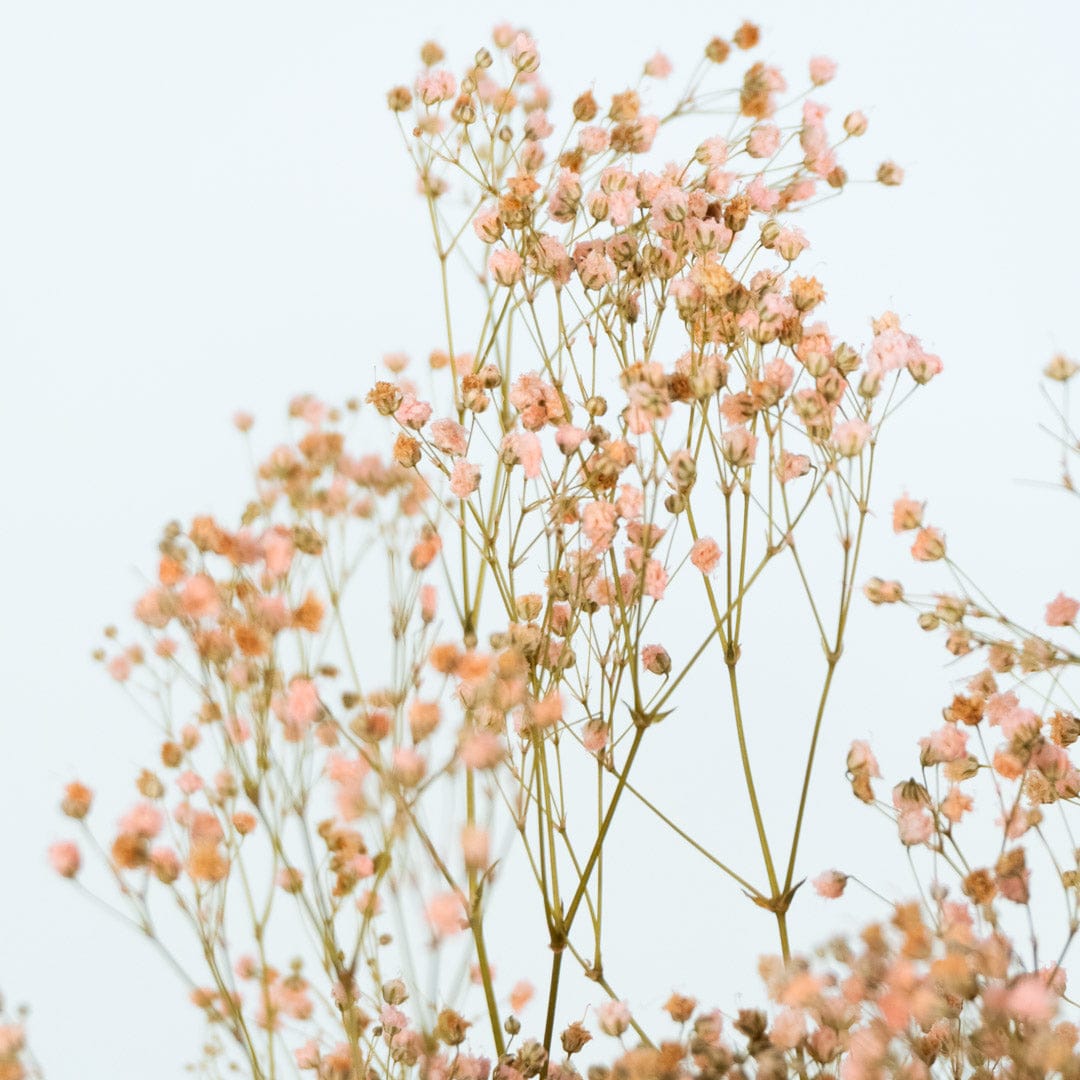 Mazzo di gypsophila rosa chiaro
