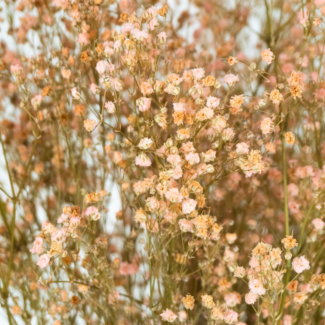 Mazzo di gypsophila rosa chiaro