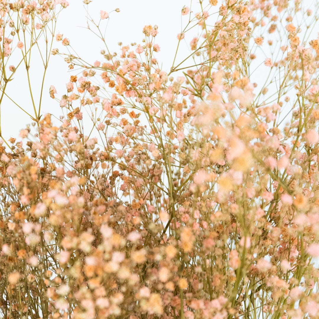 Mazzo di gypsophila rosa chiaro