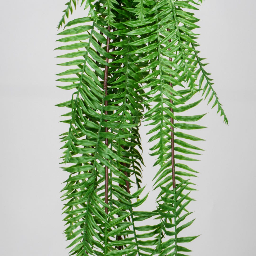 Hängender Grüner Farn