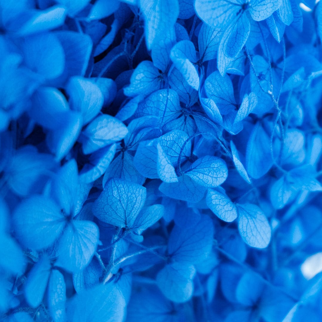 Mazzo di ortensia blu