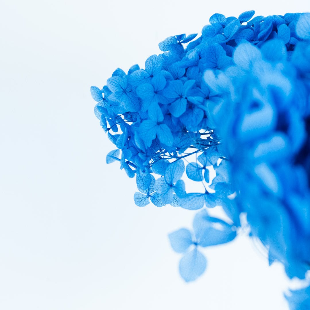 Mazzo di ortensia blu