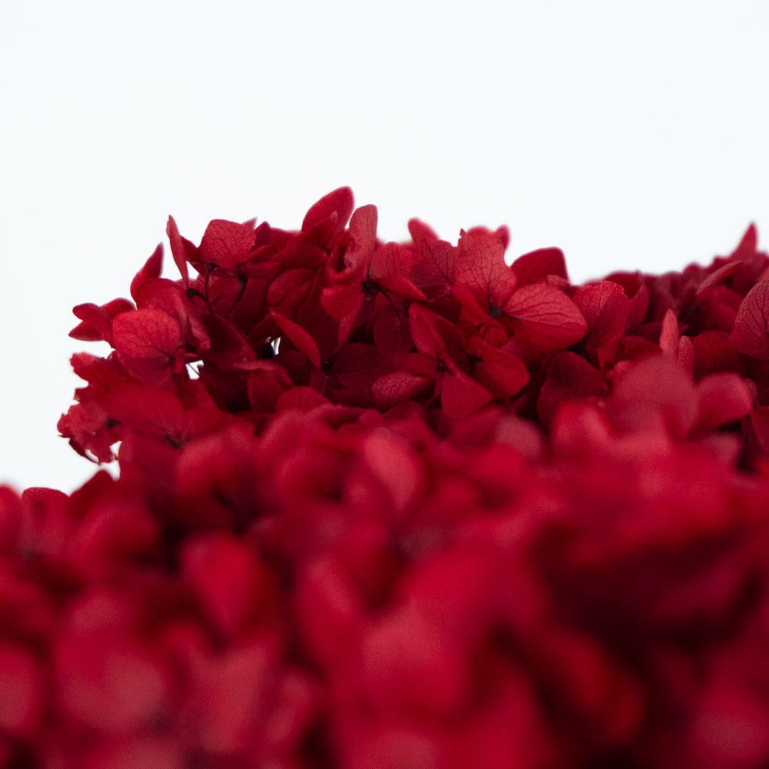 Mazzo di ortensia rosso