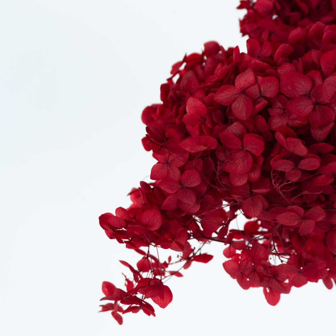 Mazzo di ortensia rosso