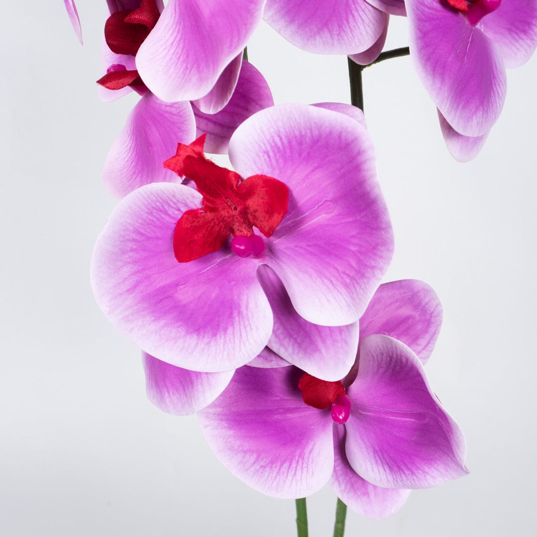 Duo Orchidee Fuchsia