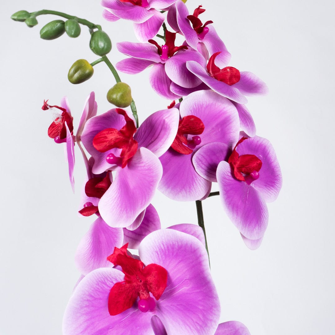 Duo Orchidee Fuchsia