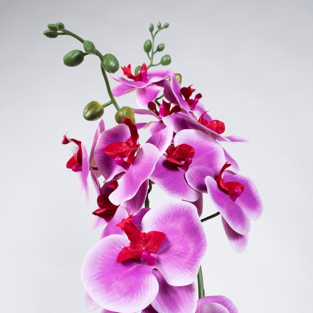 Duo Orchidee Fuchsia