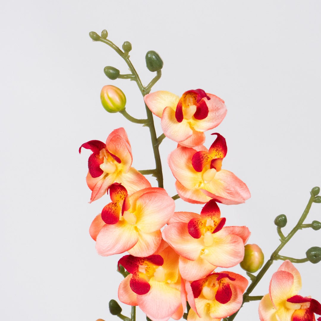 Duo Orchidee Lachsfarben