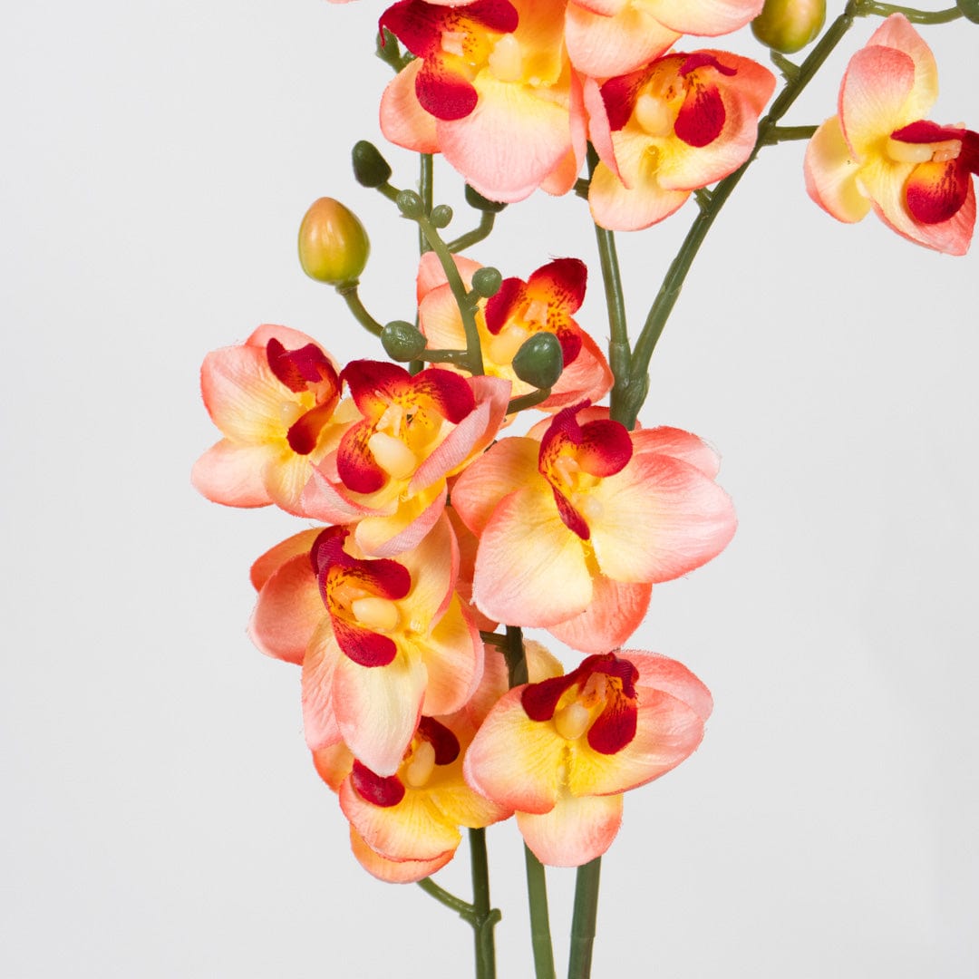 Duo Orchidee Lachsfarben