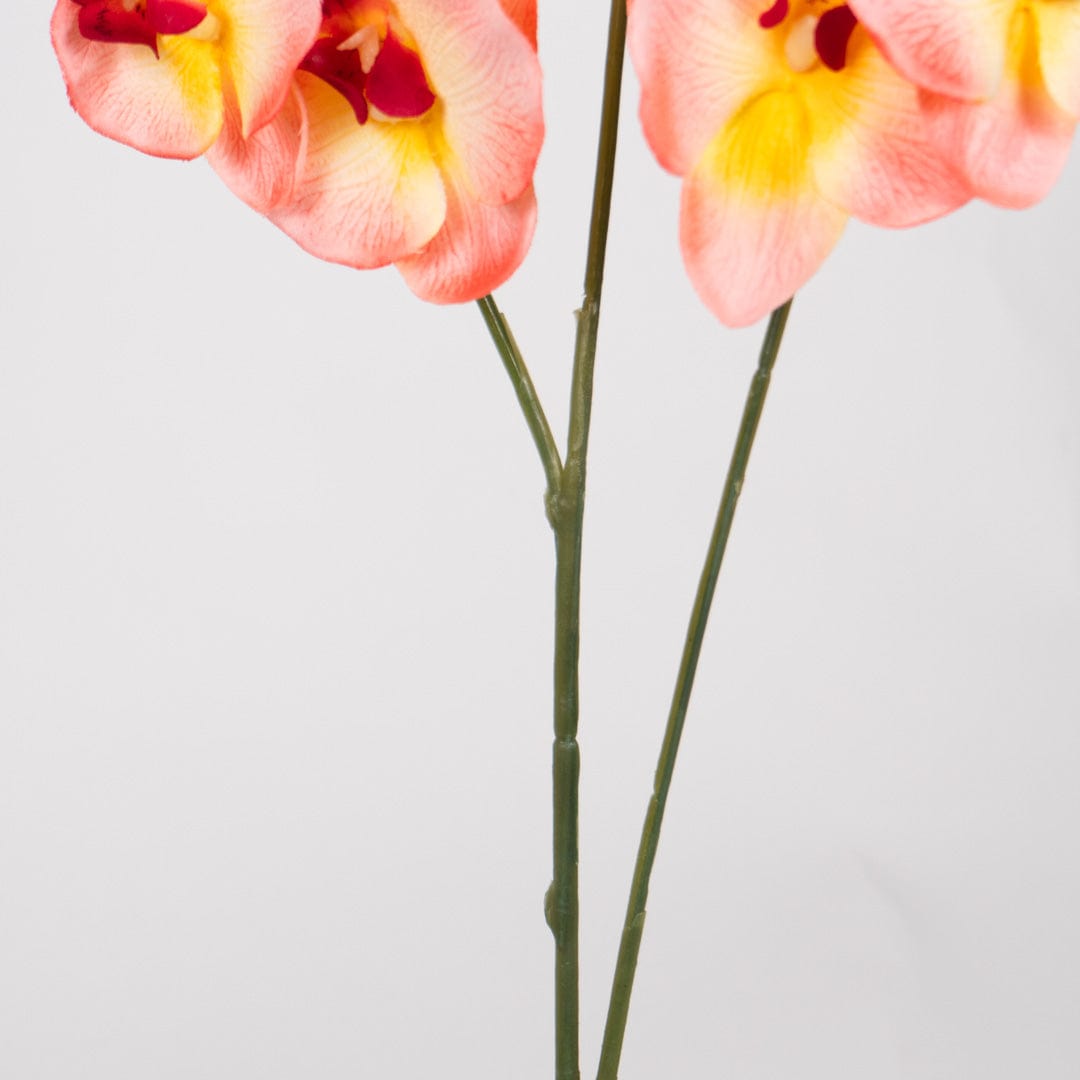 Duo Orchidee Lachsfarben