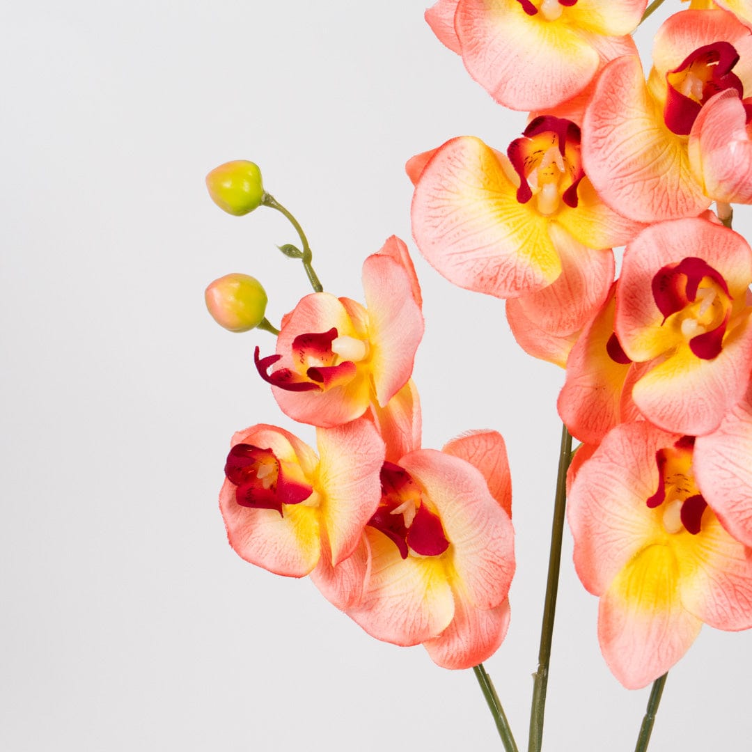 Duo Orchidee Lachsfarben