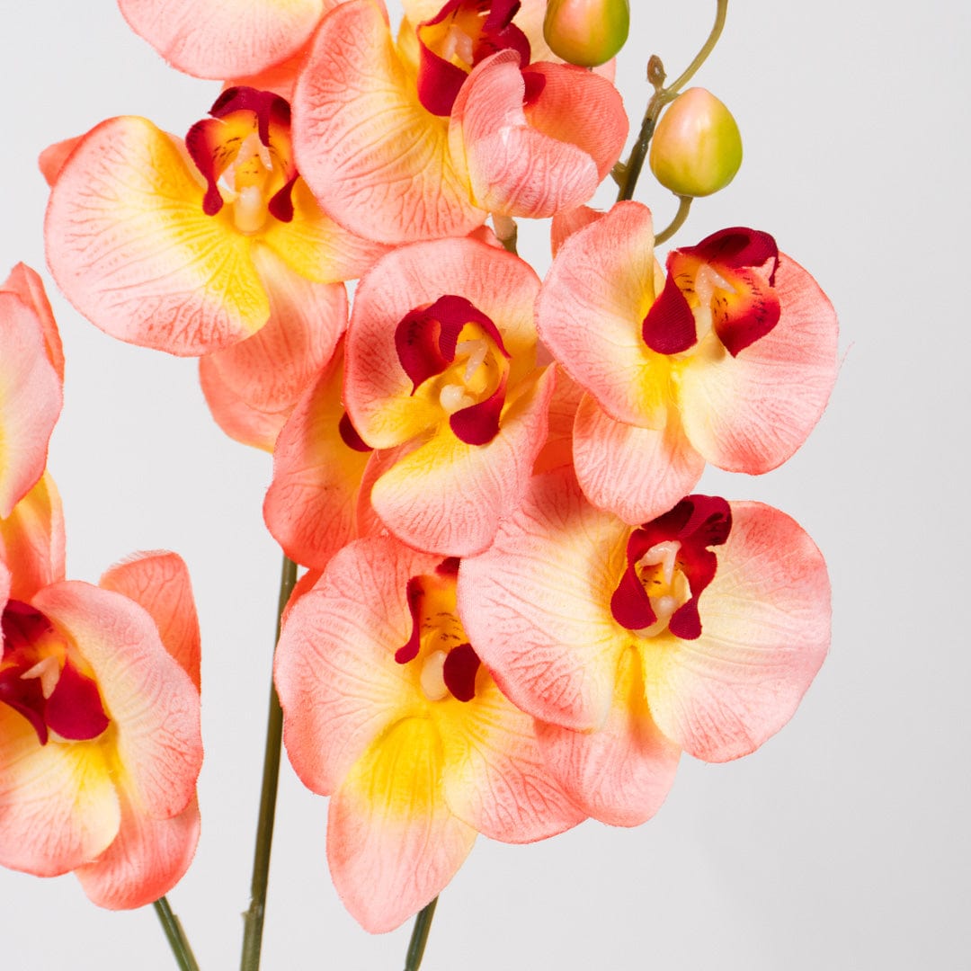 Duo Orchidee Lachsfarben