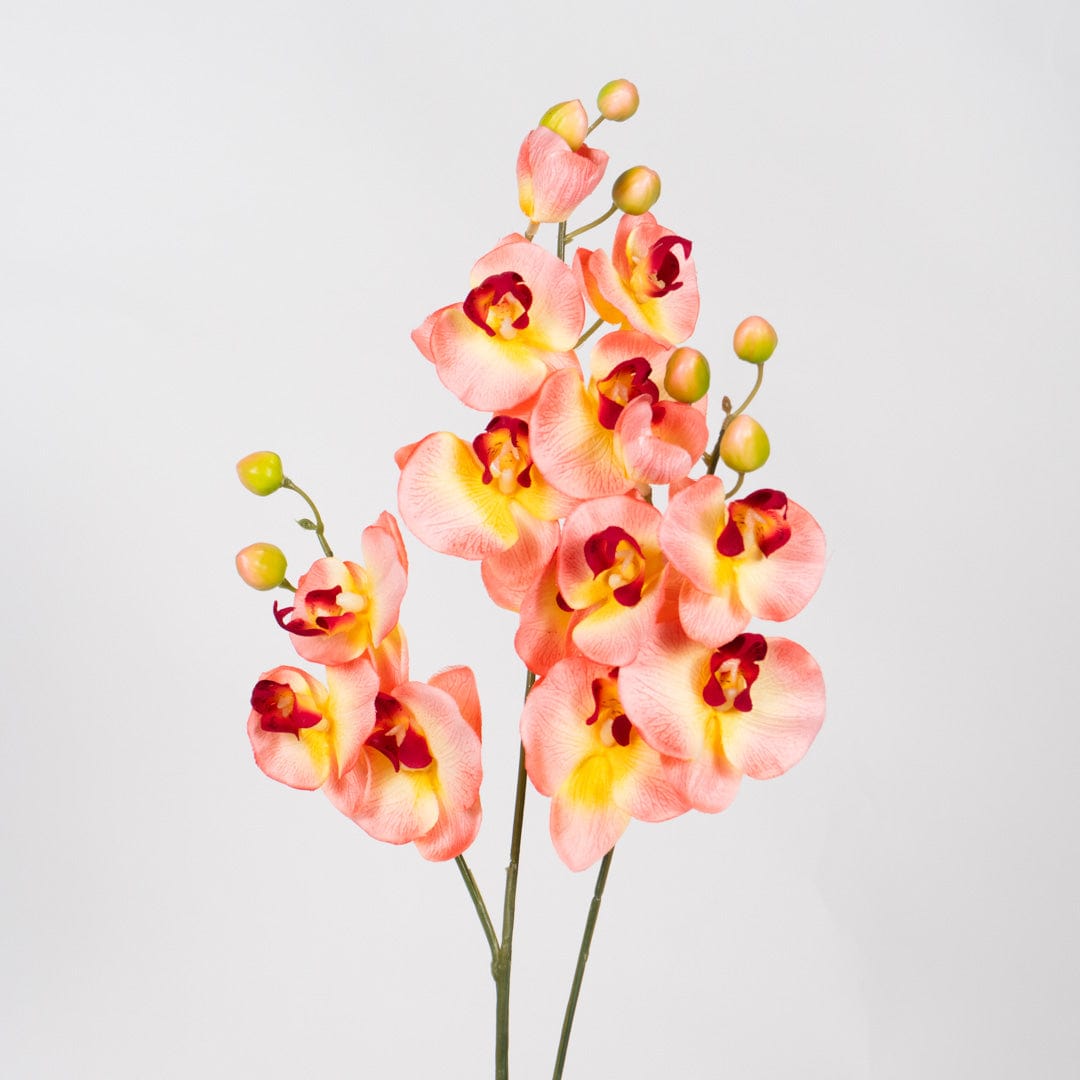 Duo Orchidee Lachsfarben