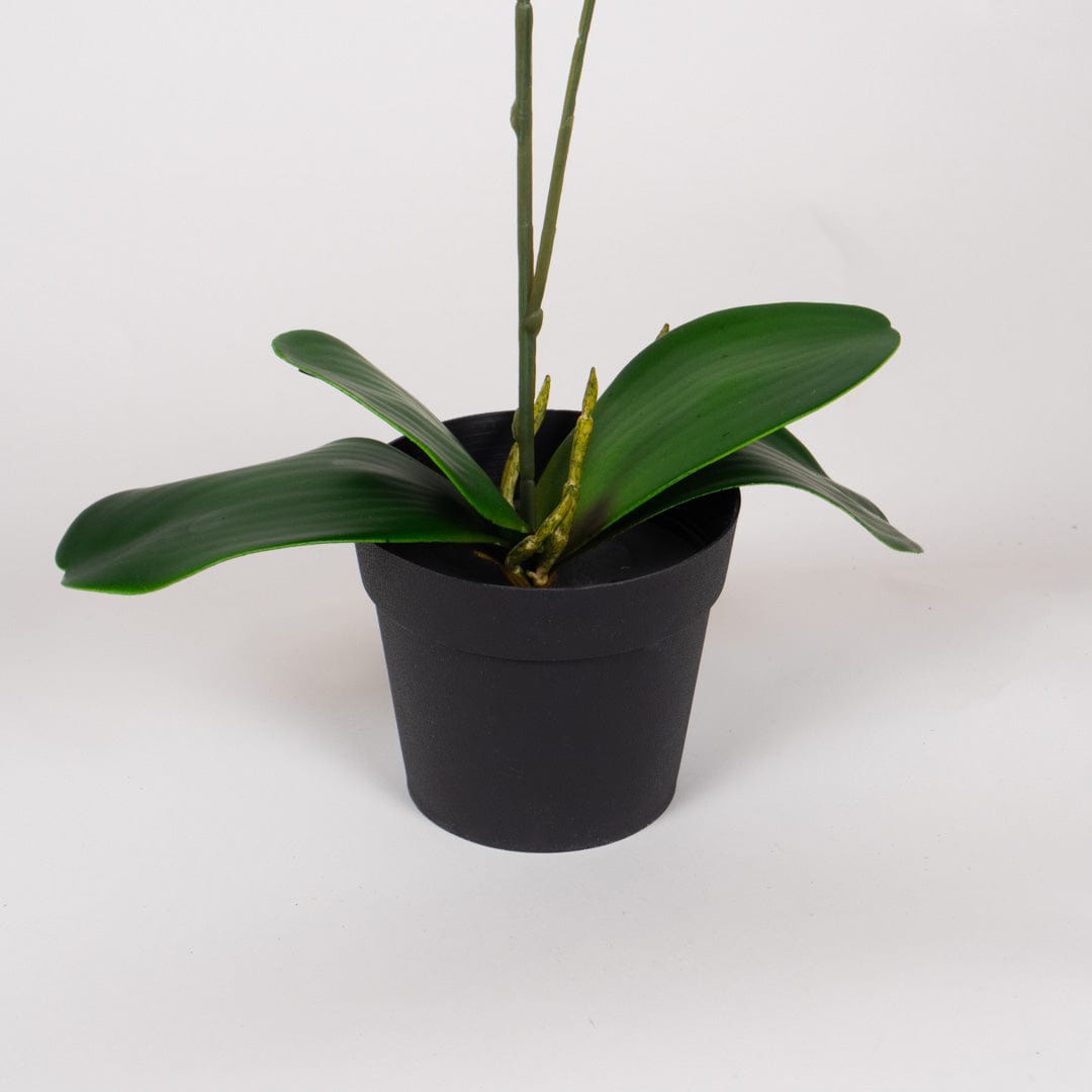 Duo Orchidee Lachsfarben