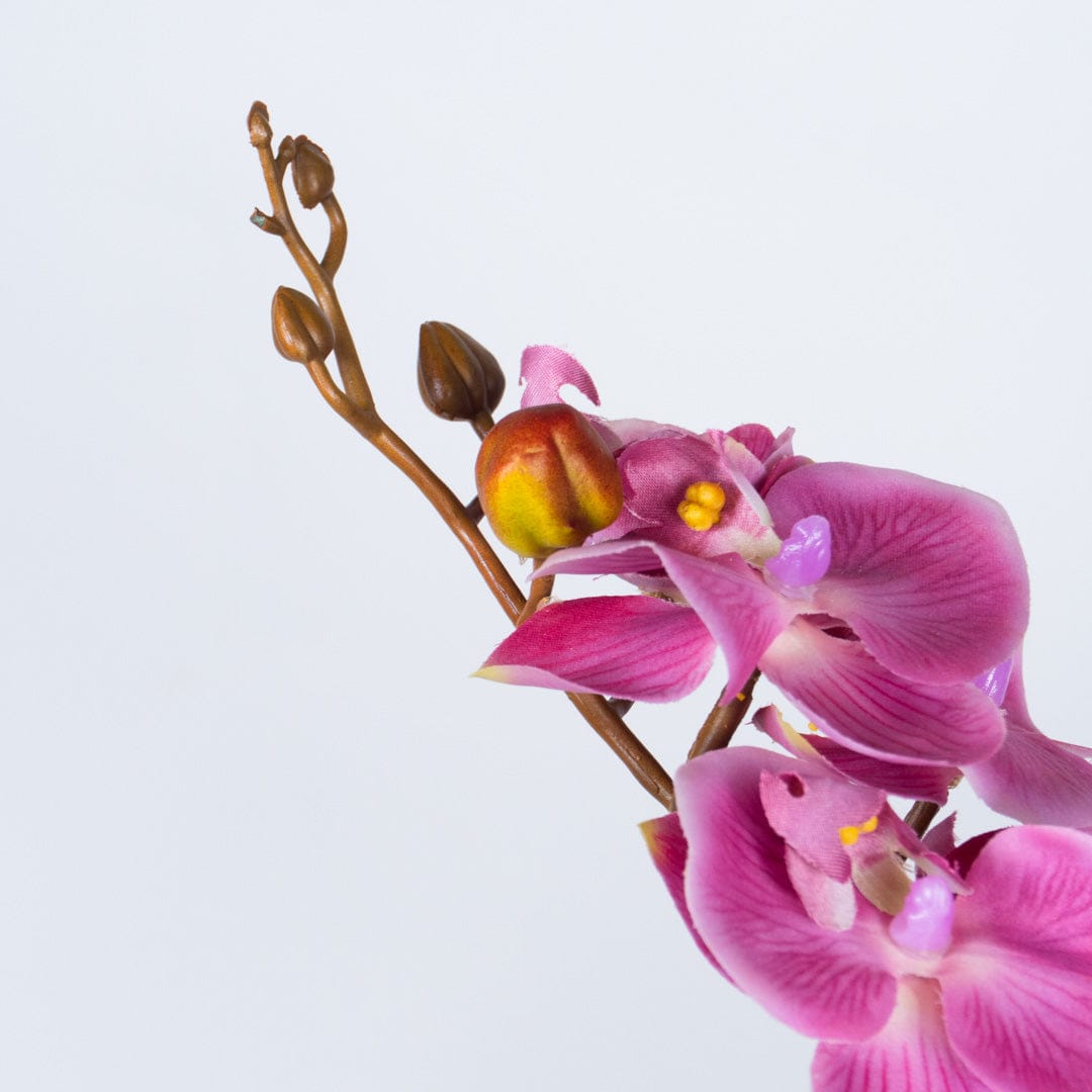 Single Orchidee Bubble