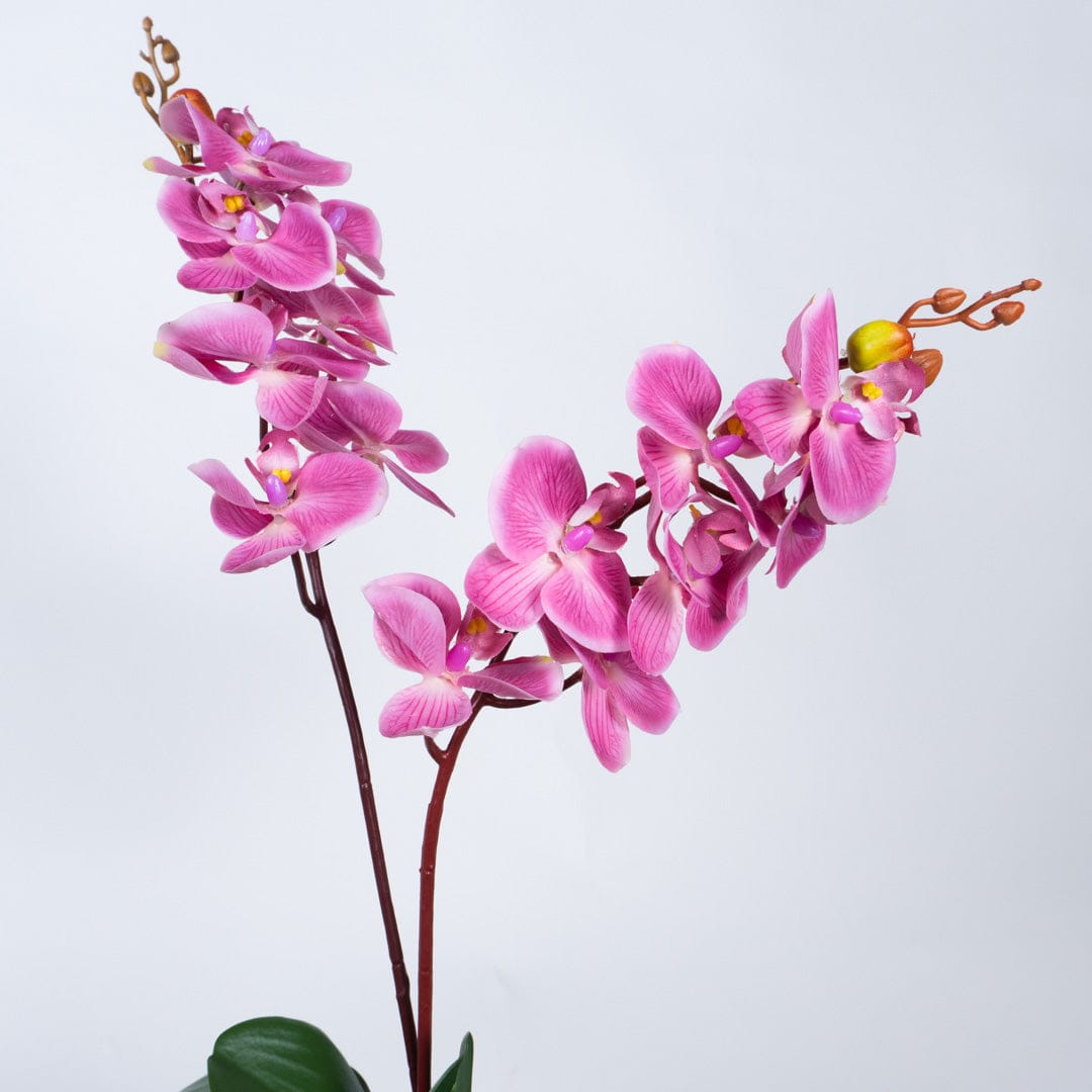 Single Orchidee Bubble