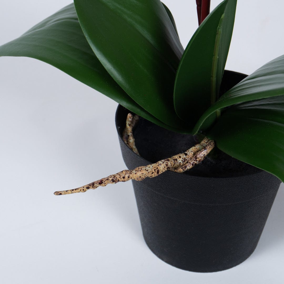 Single Orchidee Bubble