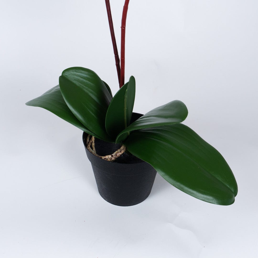 Single Orchidee Bubble