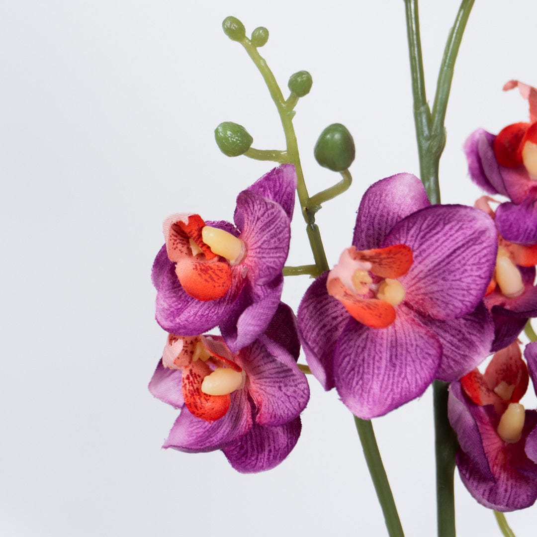 Single Orchidee Fuchsia