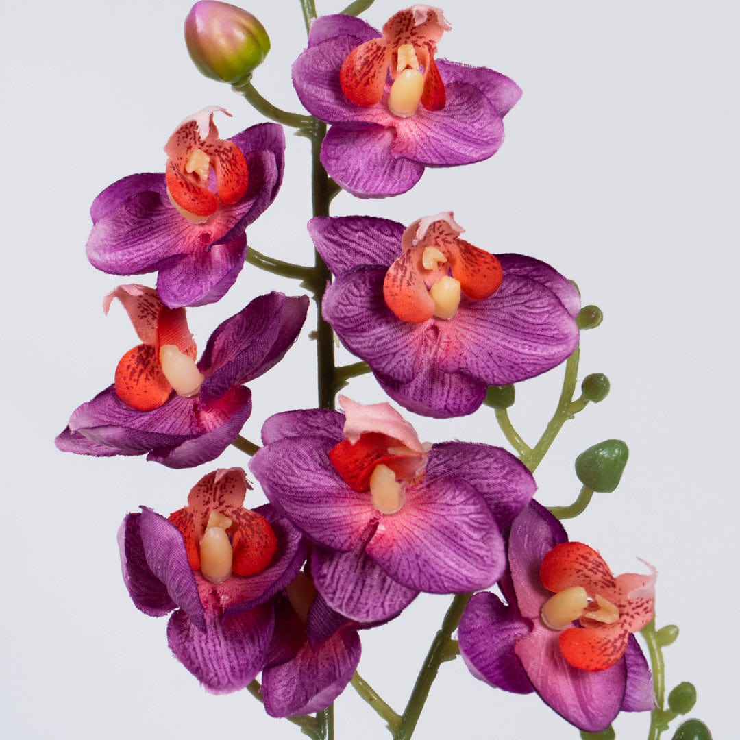 Single Orchidee Fuchsia