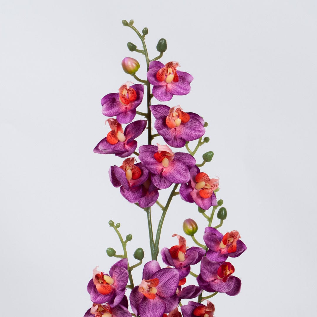 Single Orchidee Fuchsia