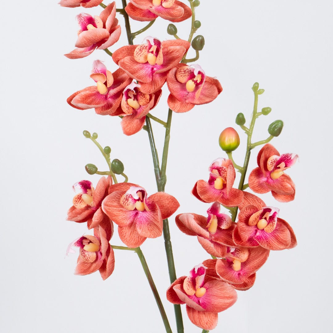 Single Orchidee Rosa