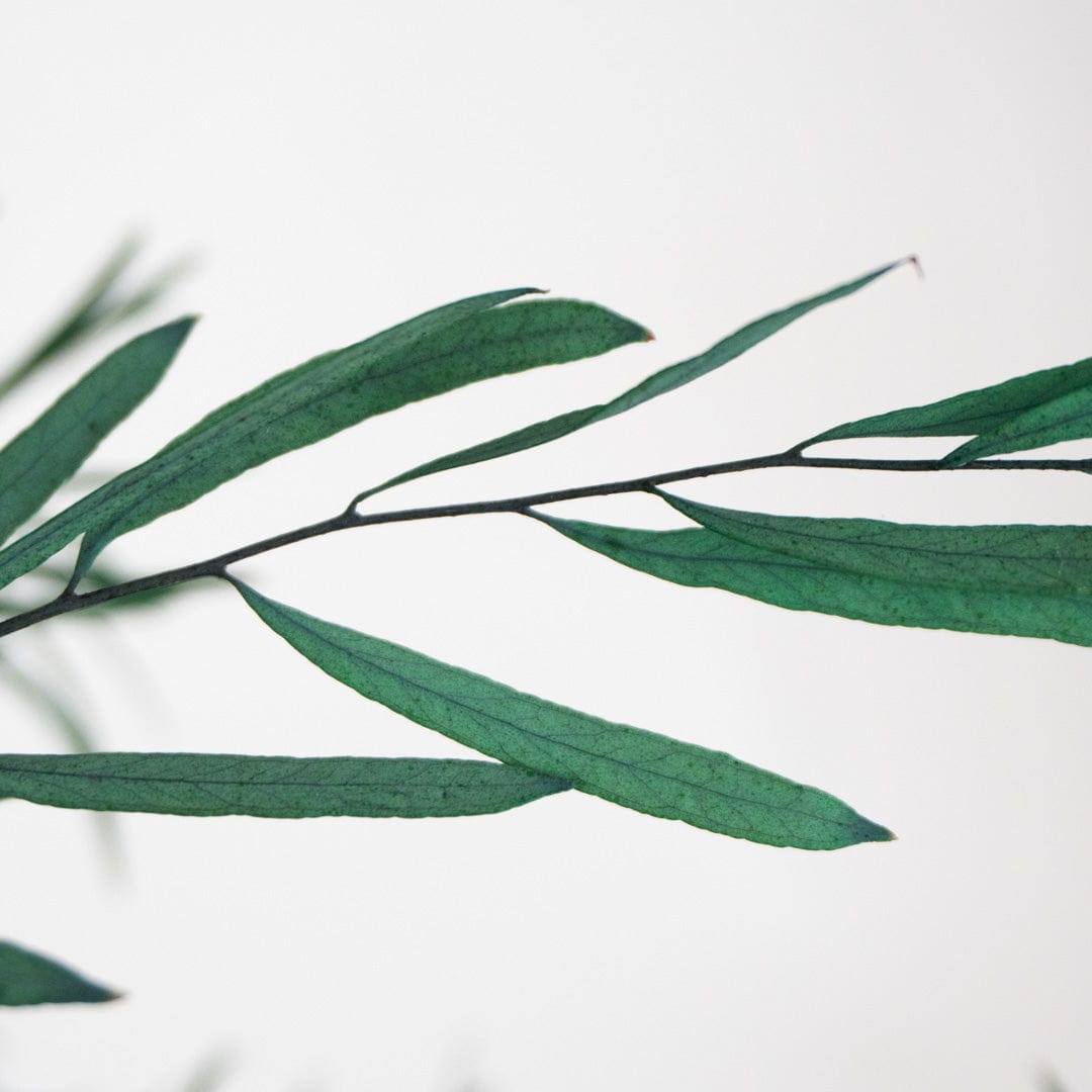 Ramo Eukalyptus Nicholli Granatrot