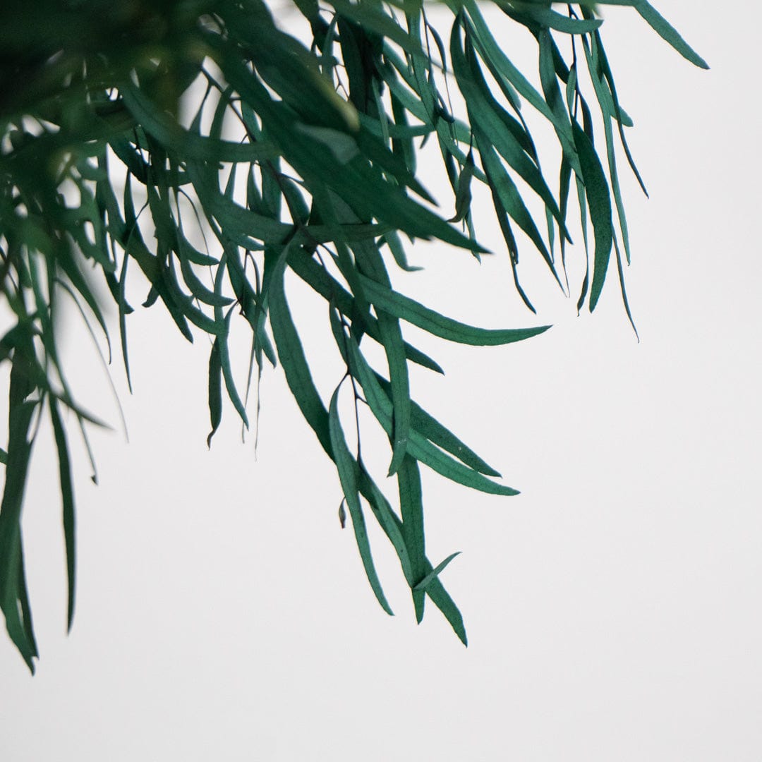 Ramo Eukalyptus Nicholli Granatrot