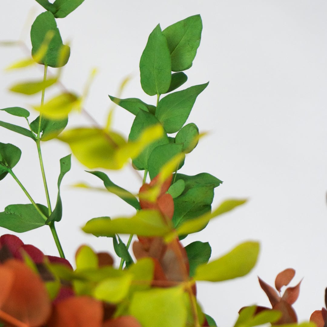 Ramo Eukalyptus Gemischt