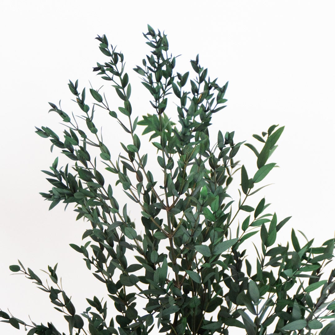 Ramo Parvifolia Grün