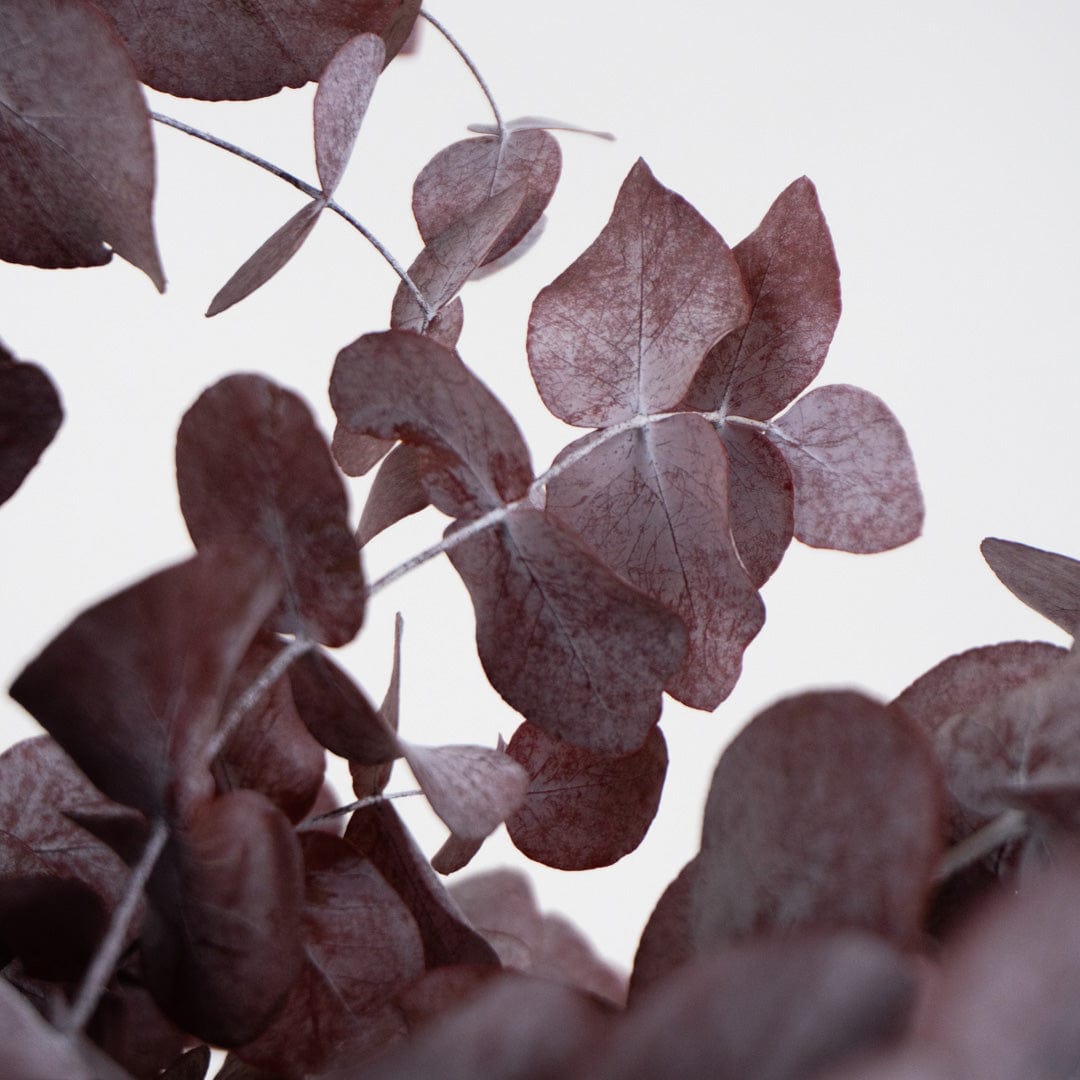 Granatfarbener Eukalyptusstrauß