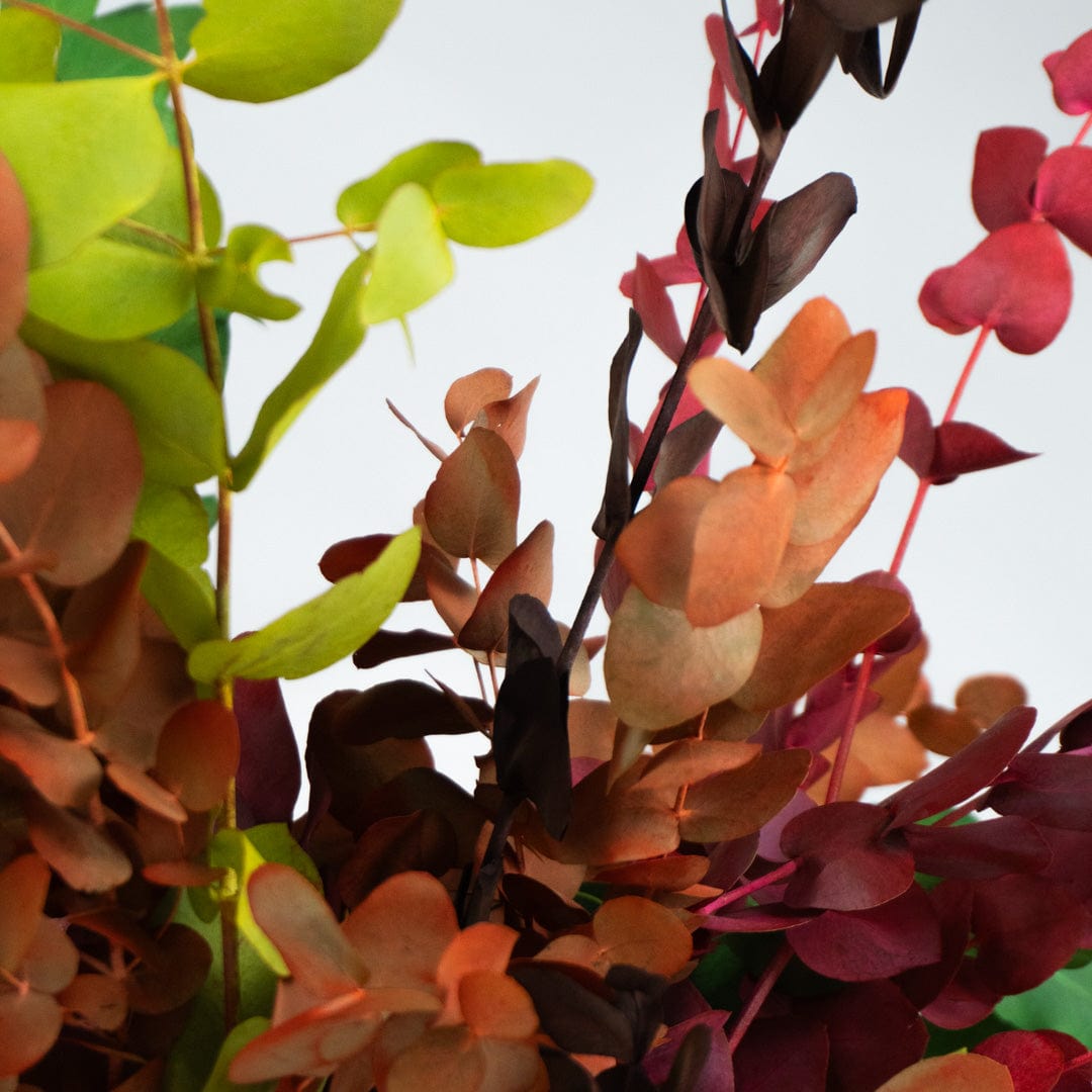 Ramo Eukalyptus Gemischt