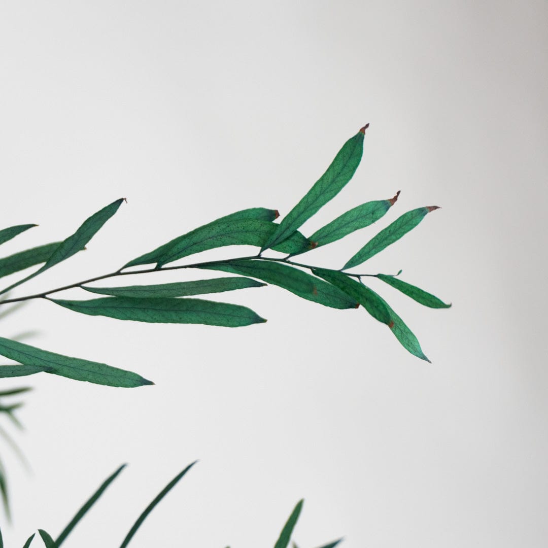 Ramo Eukalyptus Nicholli Granatrot