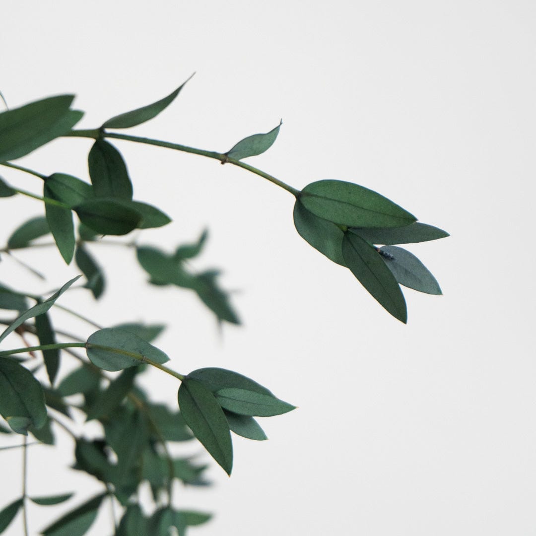 Ramo Parvifolia Grün