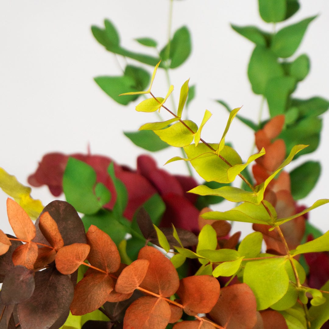 Ramo Eukalyptus Gemischt