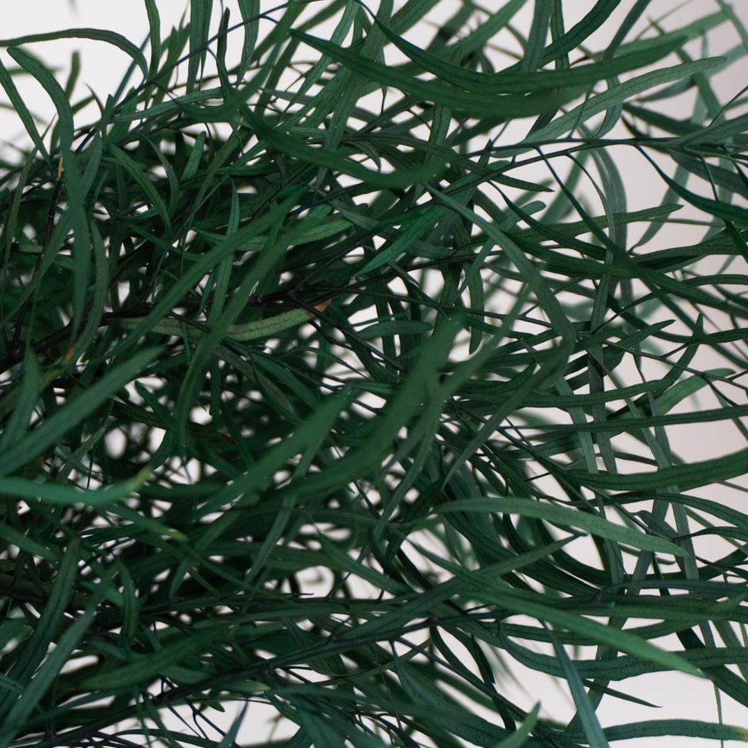 Ramo Eukalyptus Nicholli Granatrot