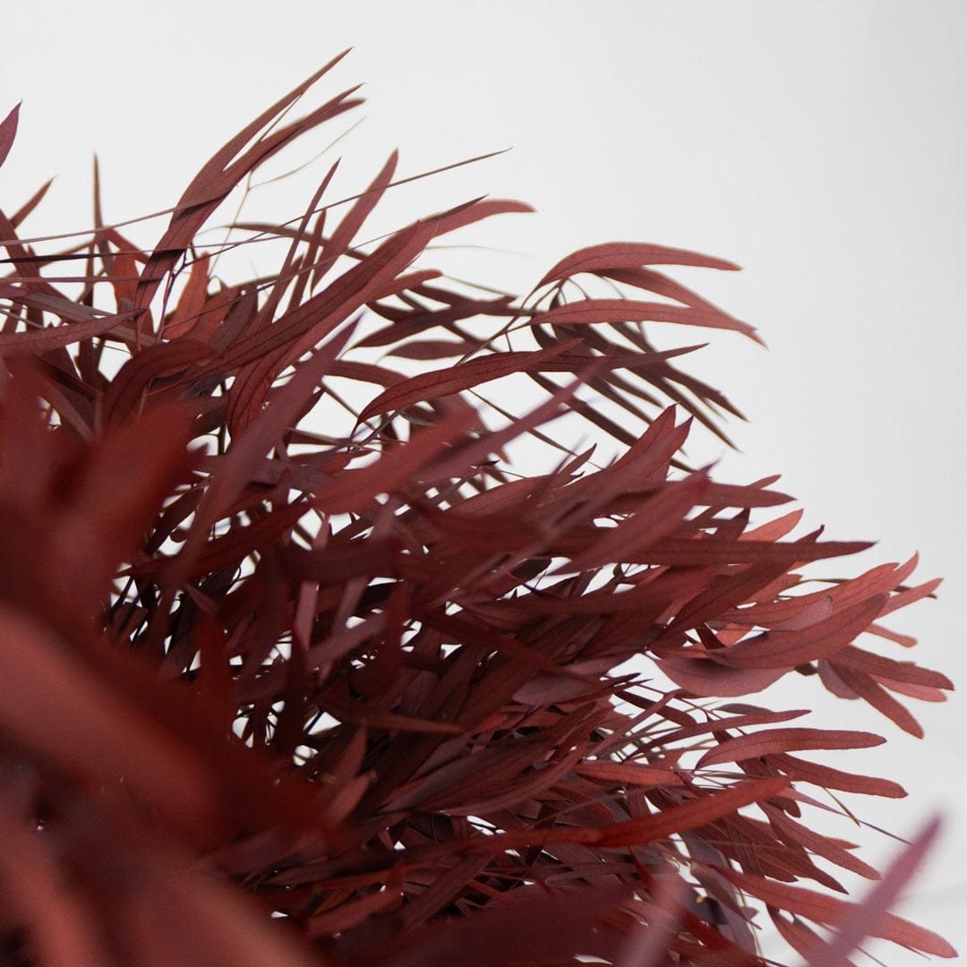 Ramo Eukalyptus Nicholli Granatrot