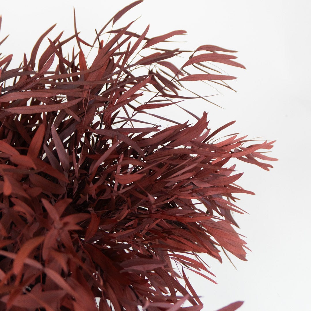 Ramo Eukalyptus Nicholli Granatrot