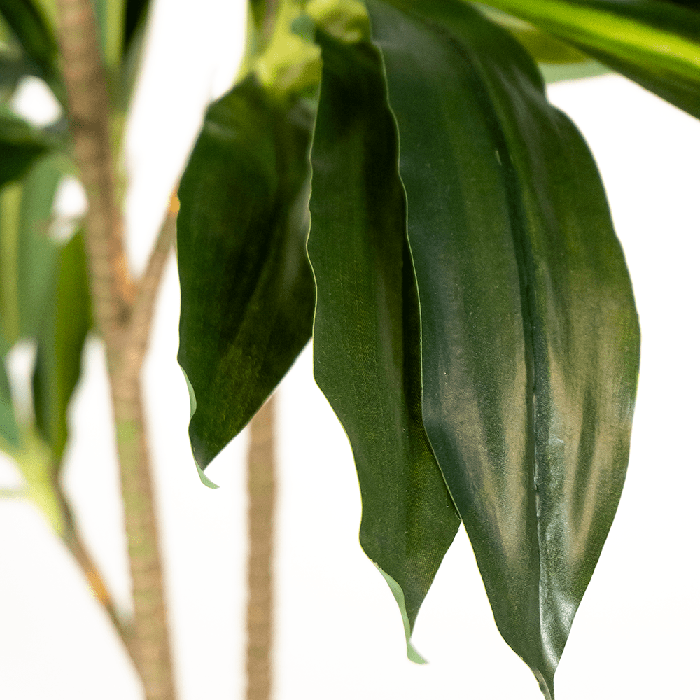 Dracaena Artificiel