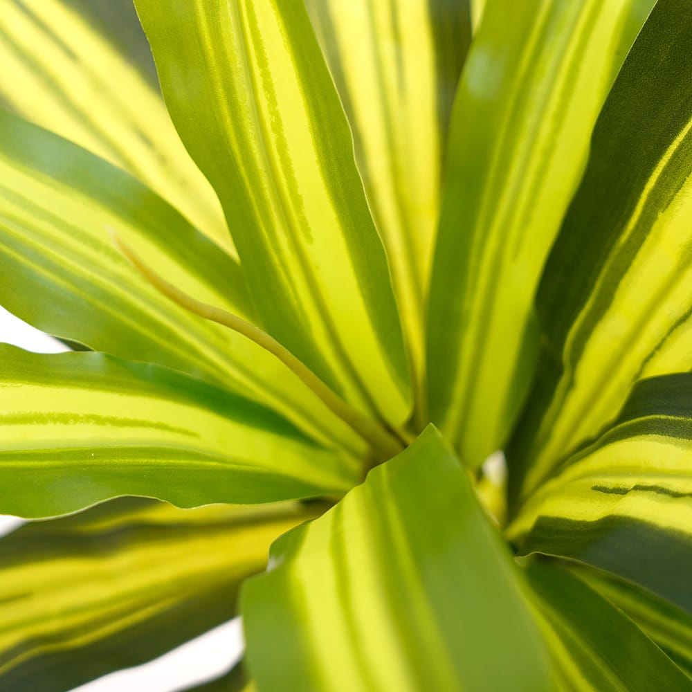 Dracena Oriental
