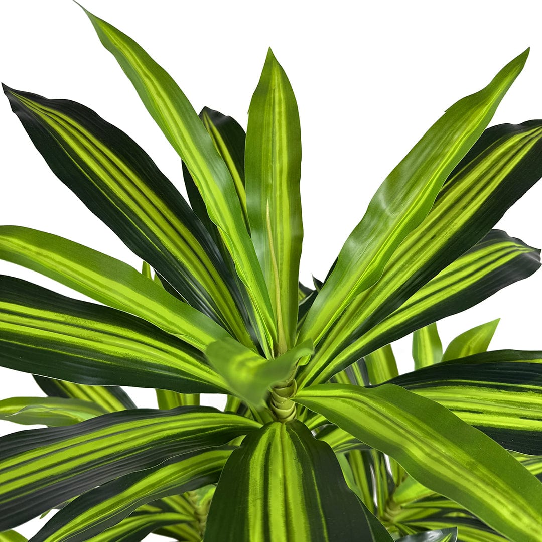Dracena Variegata