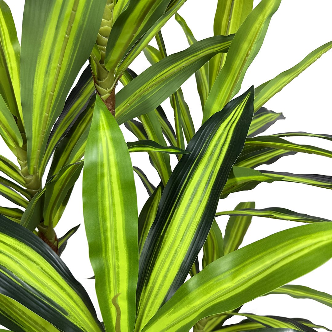 Dracena Variegata