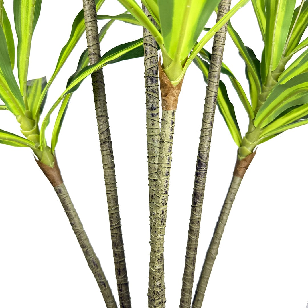 Dracena Variegata