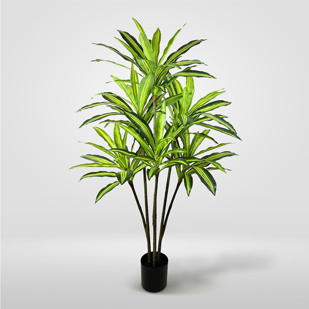 Dracena Variegata