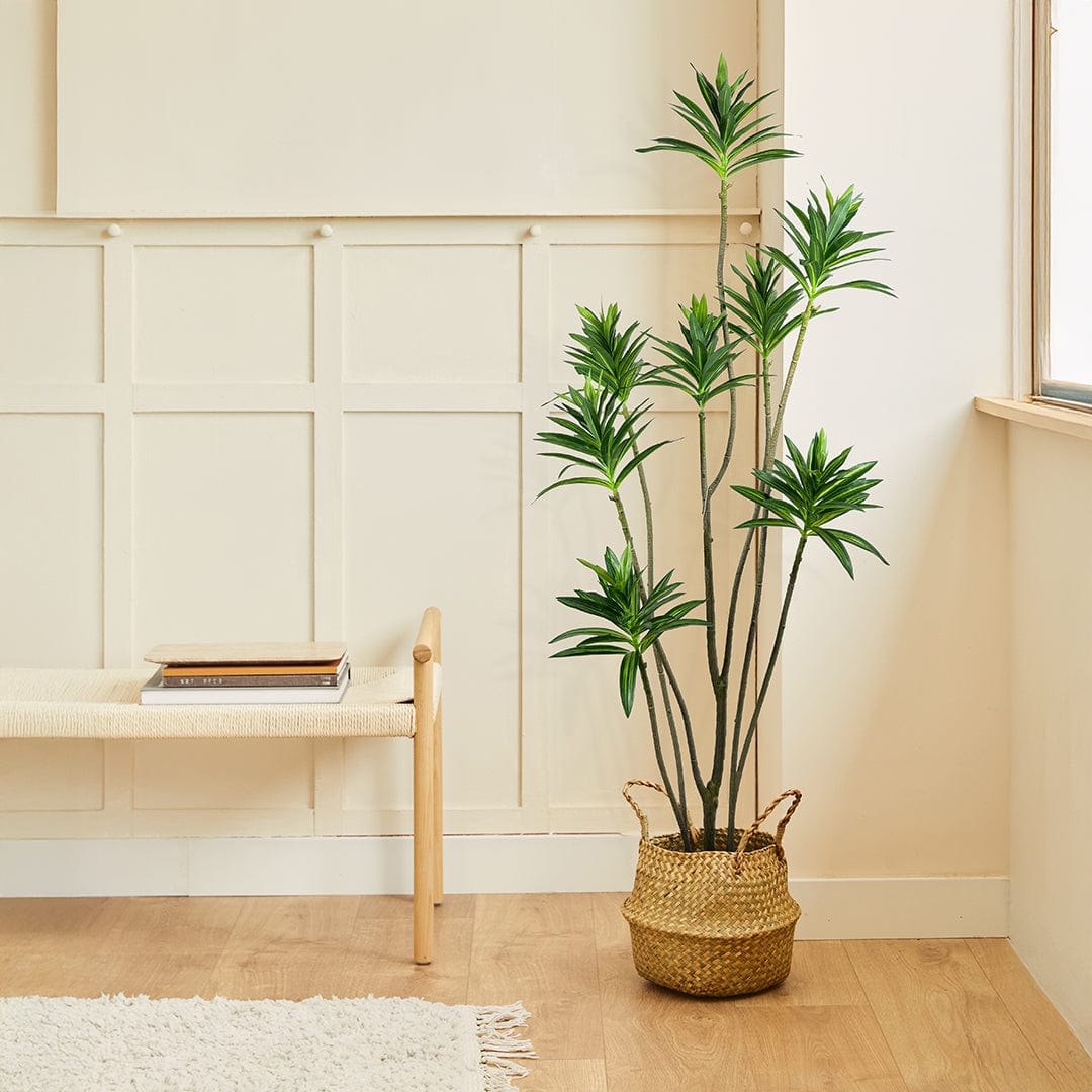Dracena Reflexa Oscuro